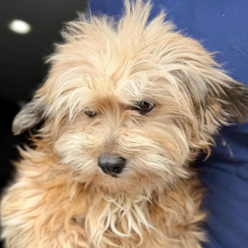 Sophia  Missouri Mr thumbnail 3