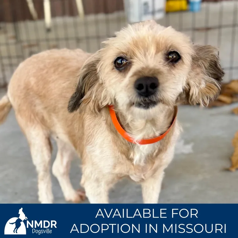 Sophia  Missouri Mr thumbnail 4