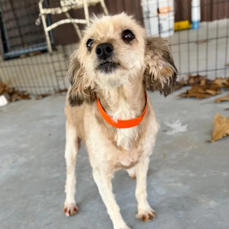 Sophia  Missouri Mr thumbnail 5