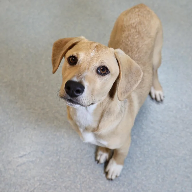 A baby small-sized female Yellow / Tan / Blond / Fawn Labrador Retriever dog named Elle for adoption in Briarcliff Manor, NY