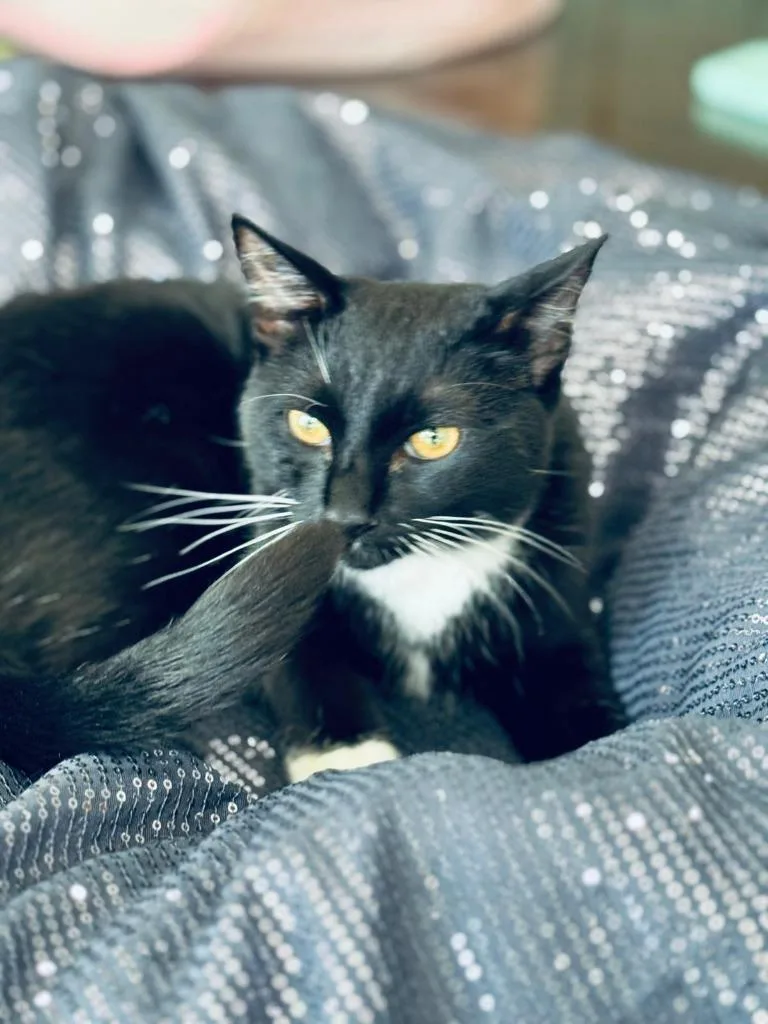 A baby large-sized female Domestic Short Hair cat named Charlie for adoption in HUNTINGTON BEACH, CA