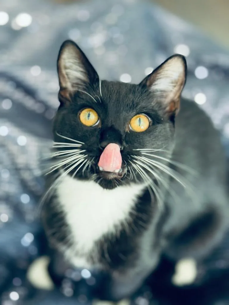Charlie thumbnail 6