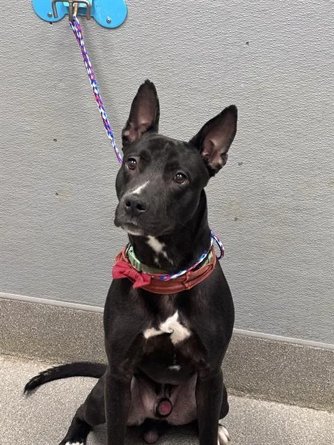An adult medium-sized male Pit Bull Terrier dog named Apple Jacks for adoption in Las Vegas, NV