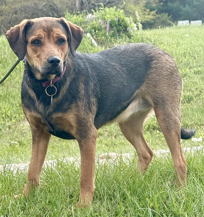A young medium-sized female Bicolor Beagle dog named Daisy for adoption in Sparta, NC