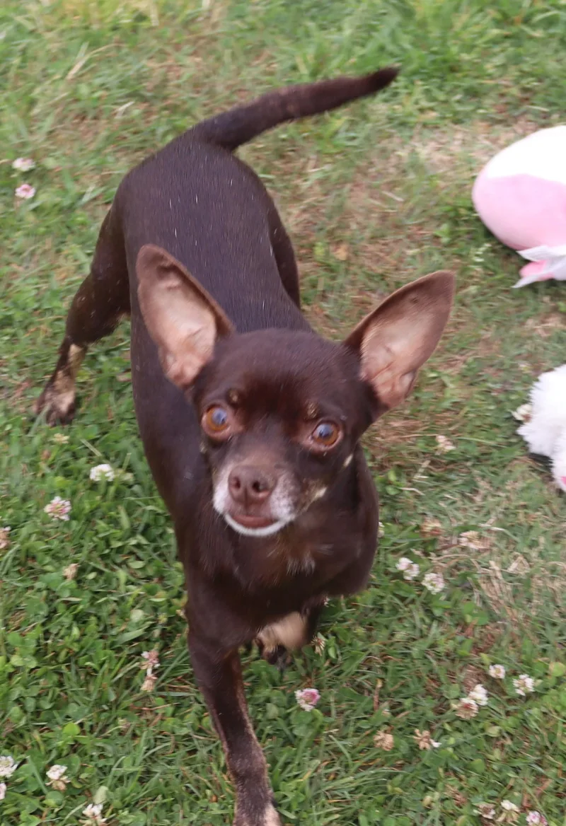 A young small-sized male Brown / Chocolate Chihuahua dog named Chapo for adoption in Winchester, TN