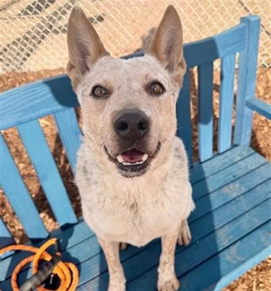 An adult medium-sized male Australian Cattle Dog / Blue Heeler dog named Nito for adoption in Denver, CO
