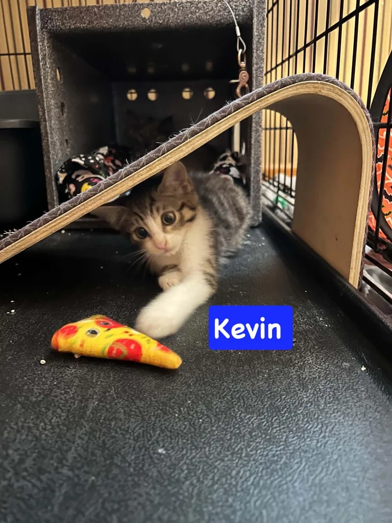 A baby medium-sized male Domestic Short Hair cat named Kevin for adoption in Yardley, PA