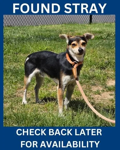 An adult small-sized male Rat Terrier dog named Earl Grey for adoption in Hamilton, NJ