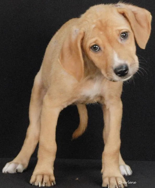 A baby medium-sized female Yellow / Tan / Blond / Fawn Hound dog named Matilda for adoption in Newland, NC