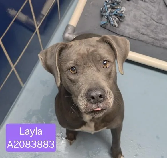 An adult large-sized female Staffordshire Bull Terrier dog named Layla for adoption in Houston, TX