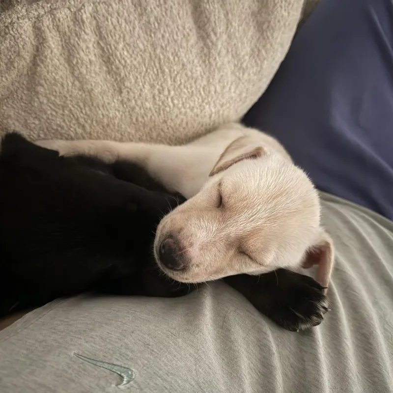 A baby small-sized male Black Doberman Pinscher dog named Baldwin for adoption in Austin, TX