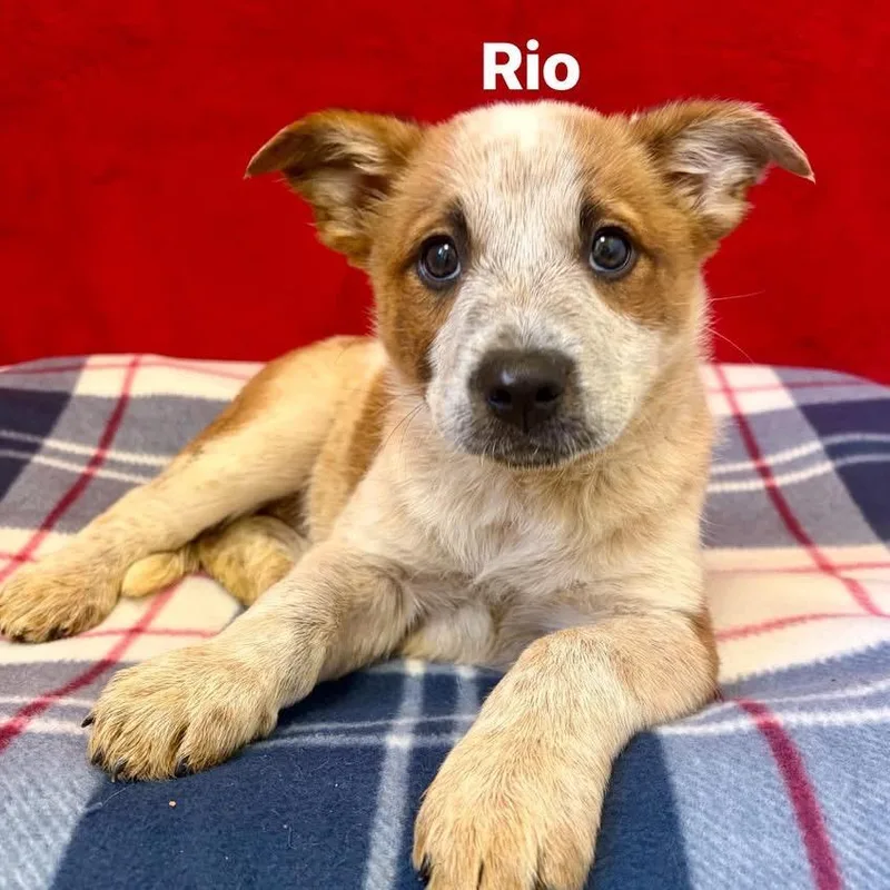 Rio thumbnail 6
