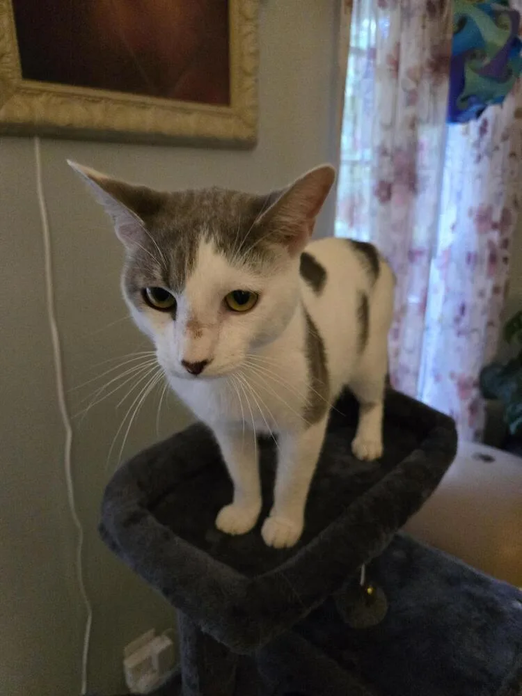 An adult small-sized male Gray & White Domestic Short Hair cat named Drake for adoption in Salisbury, NC