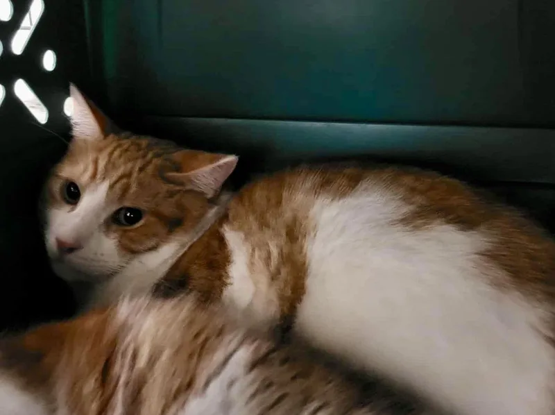 Thomas Jefferson thumbnail 2