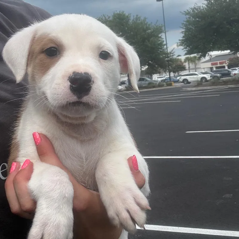 A baby small-sized male White / Cream Black Labrador Retriever dog named Manny for adoption in North Charleston, SC