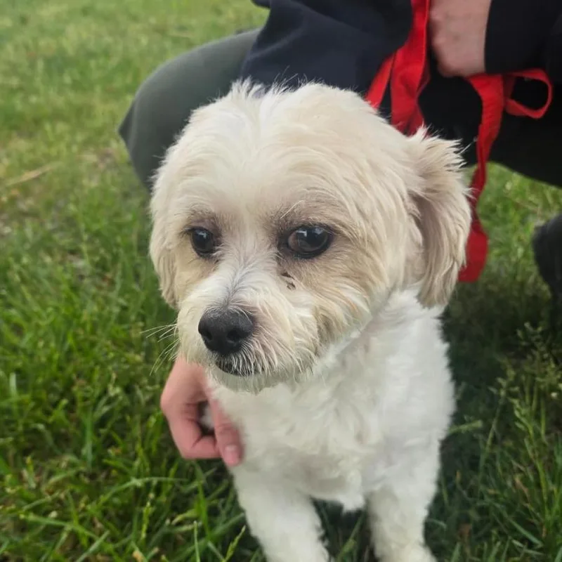 A senior small-sized male White / Cream Shih Tzu dog named Simon for adoption in Martinsburg, WV