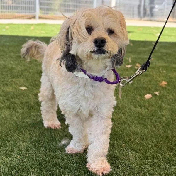 An adult small-sized female Maltese dog named Lida Bida Boda But for adoption in Walnut Creek, CA