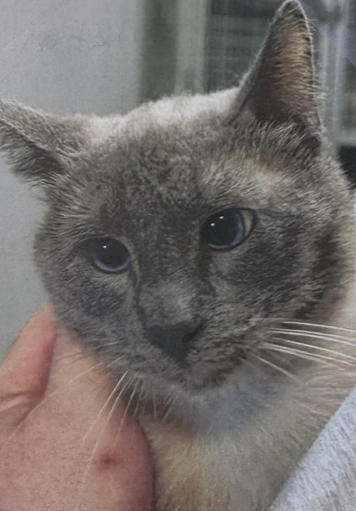 An adult large-sized male Gray / Blue / Silver Siamese cat named Plankton for adoption in Fort Madison, IA
