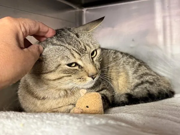 A young medium-sized male Domestic Short Hair cat named Sumo for adoption in New York, NY