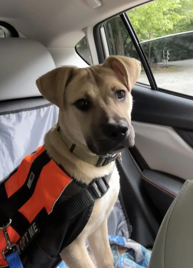 A young medium-sized female Mixed Breed dog named Sloane for adoption in Mc Cormick, SC