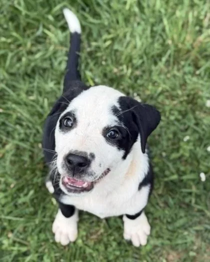A baby medium-sized male Labrador Retriever dog named Padgett for adoption in Malvern, PA