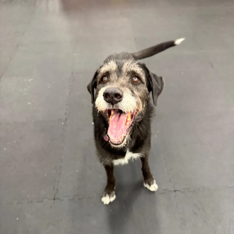 A senior large-sized male Black Irish Wolfhound dog named Kulu for adoption in North Bend, OR
