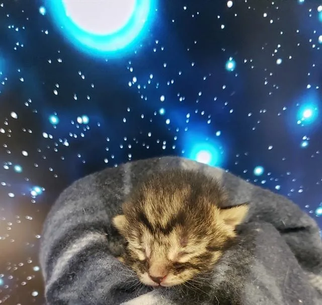 A baby small-sized female Domestic Short Hair cat named Sea Urchin for adoption in Tucson, AZ