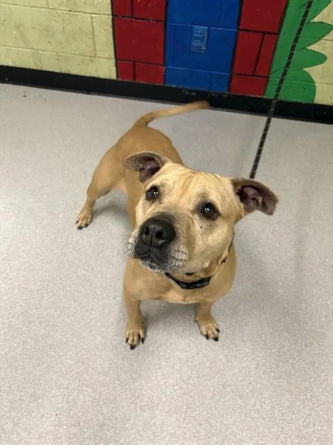 A senior large-sized female Pit Bull Terrier dog named Love for adoption in Indianapolis, IN