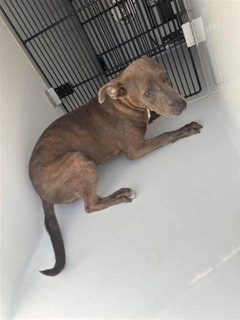 A young medium-sized female Pit Bull Terrier dog named A for adoption in Houston, TX
