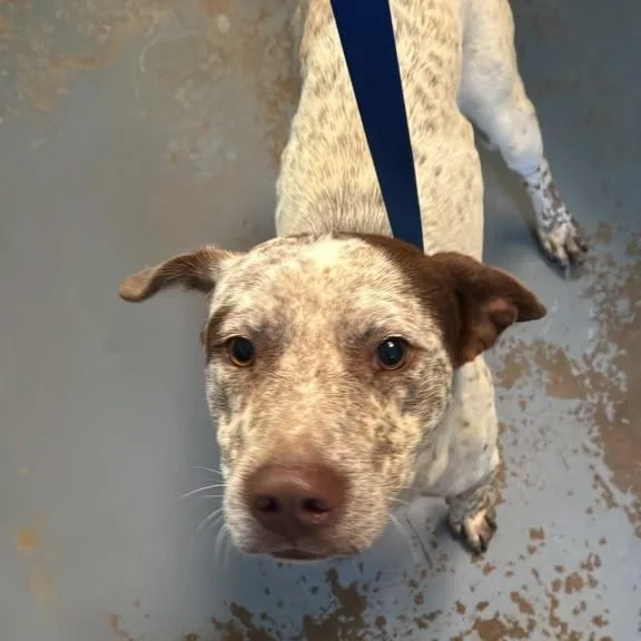 An adult medium-sized male White / Cream Mixed Breed dog named Sprinkle for adoption in Gadsden, AL