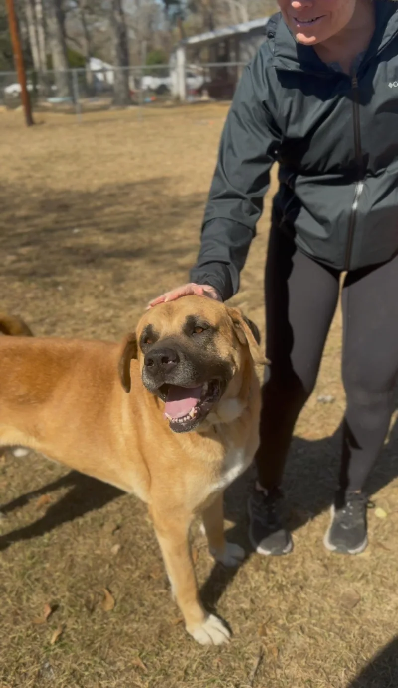 An adult large-sized male Golden Bullmastiff dog named TINY a sweet for adoption in Houston, TX