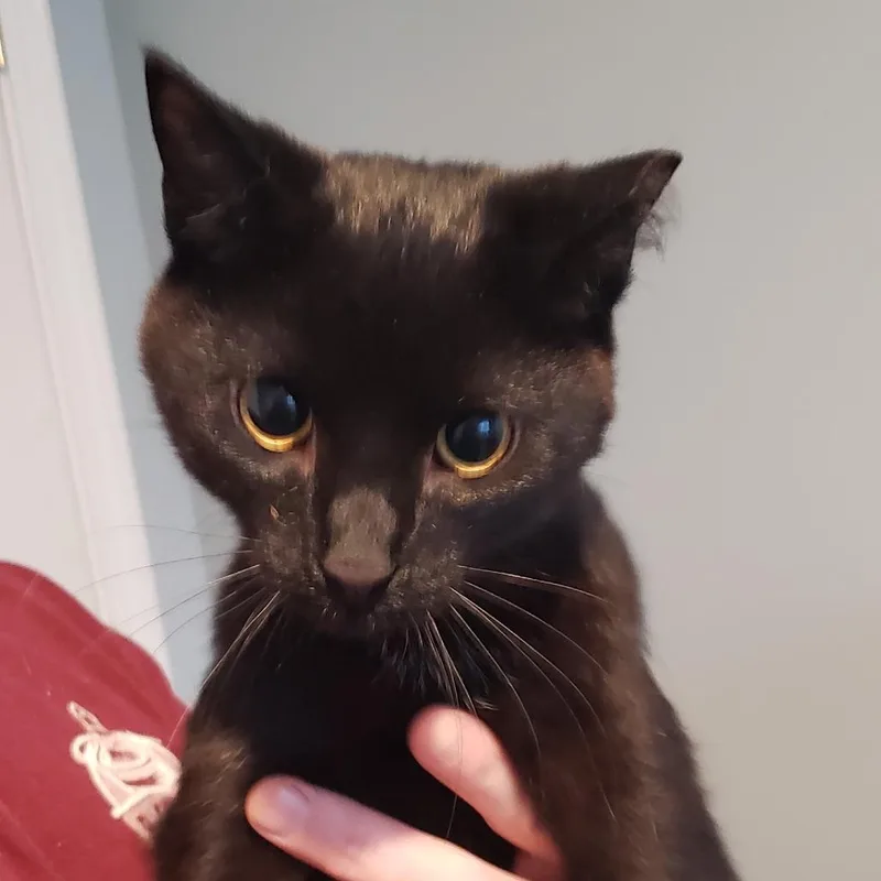 Benjamin Bonded W Meredith