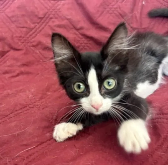 A baby small-sized female Domestic Short Hair cat named Flower for adoption in San Pedro, CA