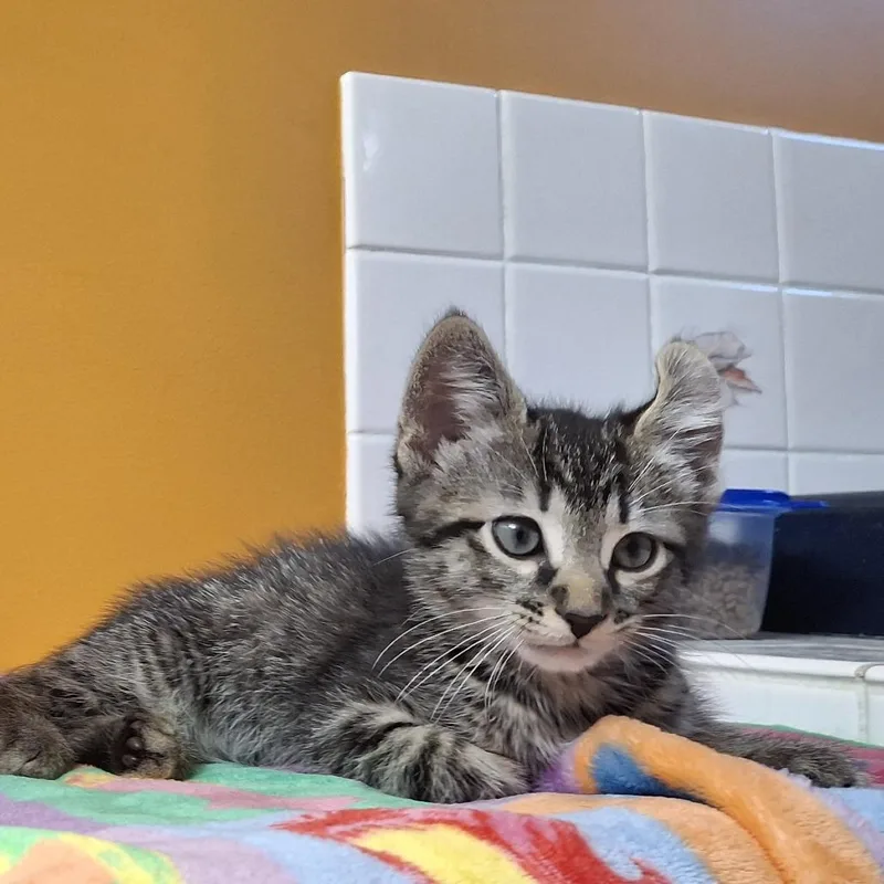 A baby small-sized male Brown / Chocolate Domestic Short Hair cat named Cinder for adoption in South Elgin, IL