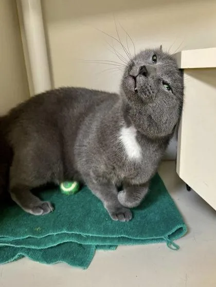 An adult medium-sized male Domestic Short Hair cat named Kit Kat for adoption in Fairfax, VA