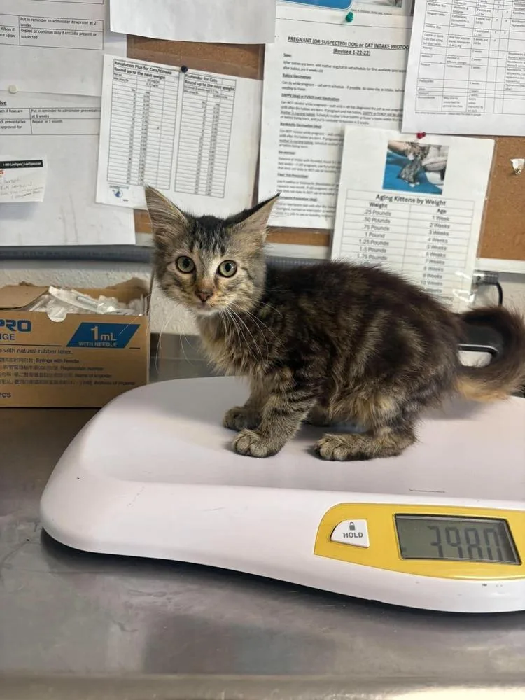 A young small-sized female Domestic Medium Hair cat named Salli for adoption in Bolivar, MO