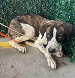 An adult large-sized female White / Cream Hound dog named 61299294 for adoption in El Paso, TX