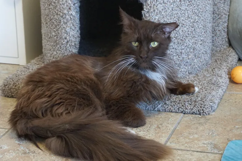 An adult medium-sized male Domestic Long Hair cat named Gremlin Ii for adoption in Fountain Hills, AZ