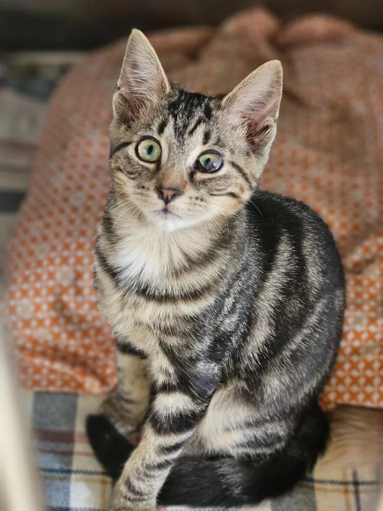 A baby medium-sized female Domestic Short Hair cat named Piper for adoption in Pomona, NY