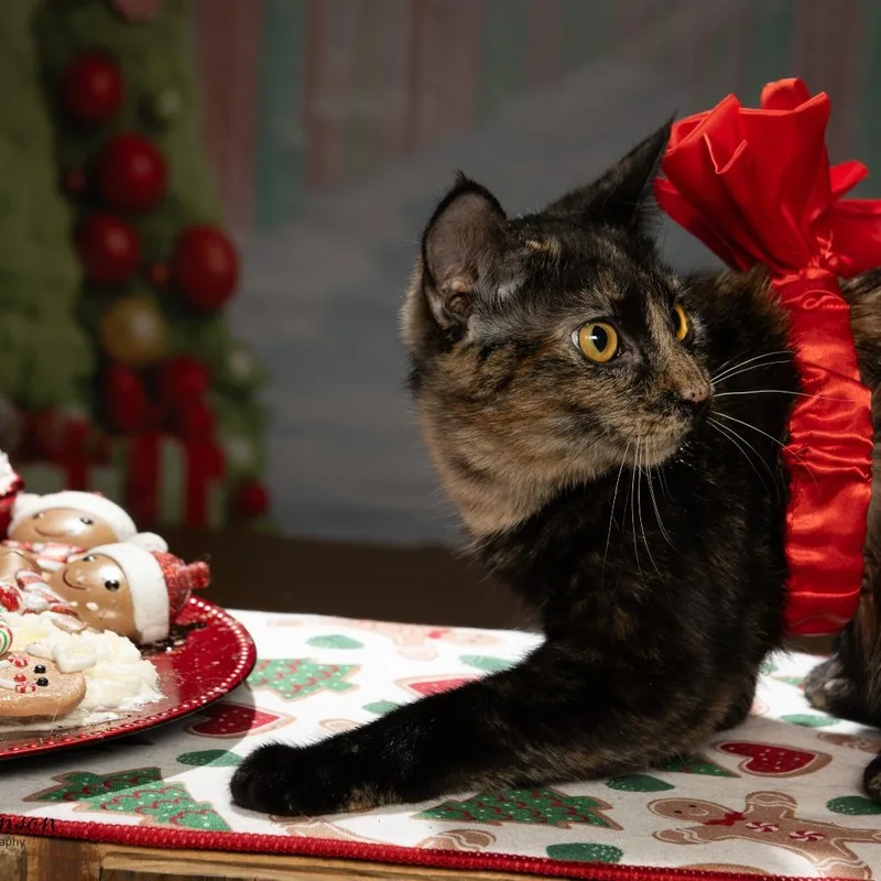 A young large-sized female Tortoiseshell American Shorthair cat named Liberty for adoption in Tipton, IN