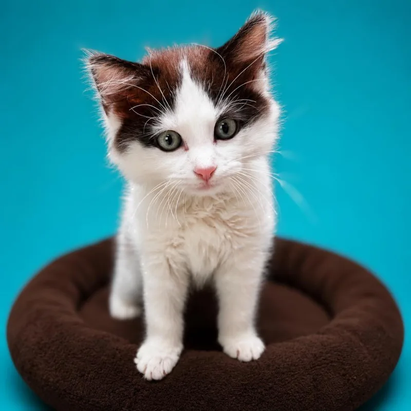 Freddie Purrcury thumbnail 2