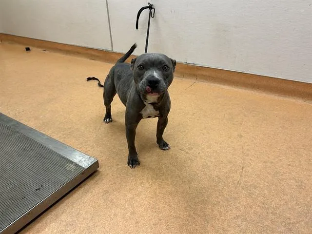 An adult large-sized female Staffordshire Bull Terrier dog named Sapphire for adoption in Martinez, CA