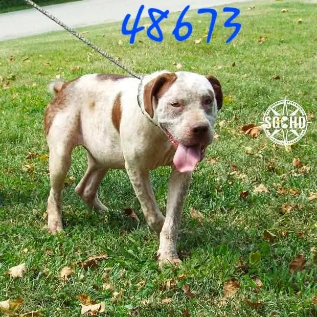 A young large-sized male Hound dog named Teddy for adoption in Springfield, MO