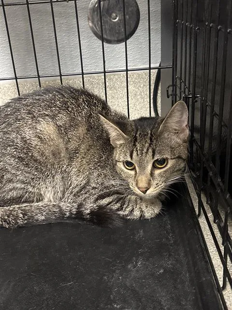 A young small-sized female Domestic Short Hair cat named Tootsie for adoption in Las Vegas, NV