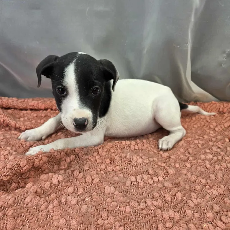 Smith thumbnail 6