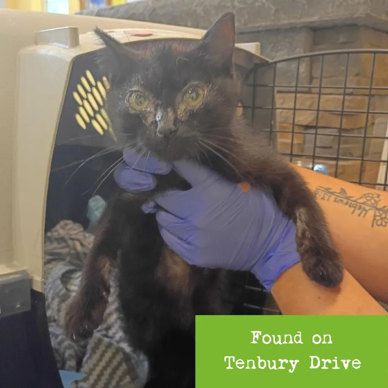 A baby small-sized male Black Domestic Short Hair cat named Arden for adoption in Lynchburg, VA