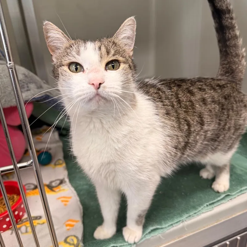 Sriracha thumbnail 2