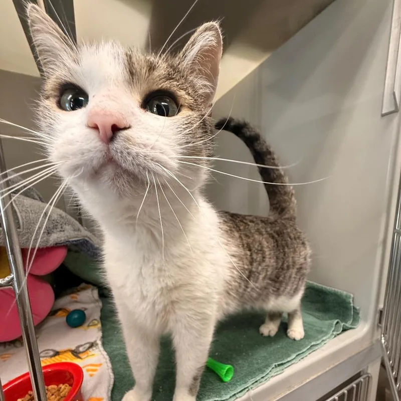 Sriracha thumbnail 3