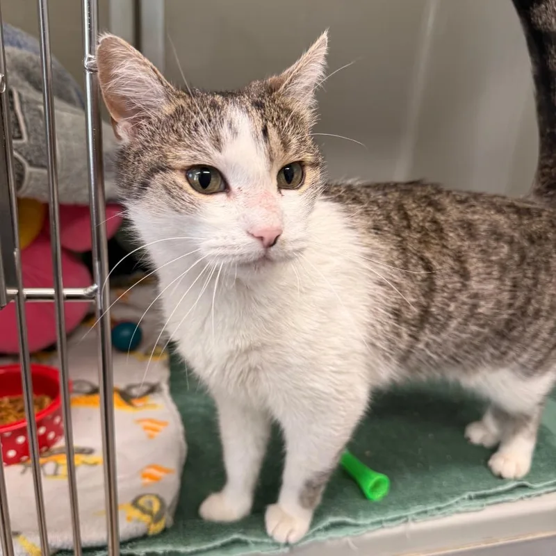 Sriracha thumbnail 4