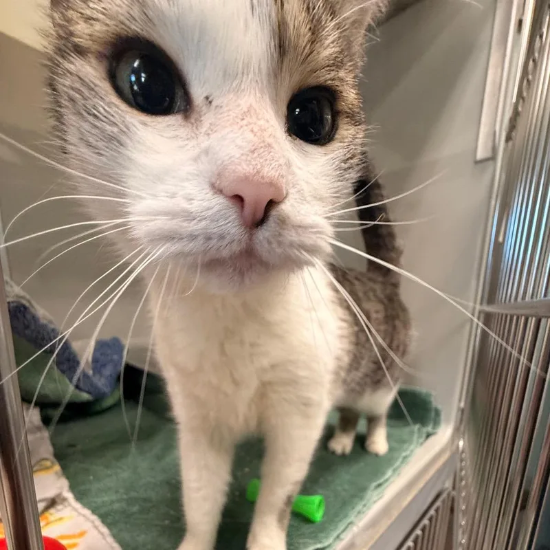 Sriracha thumbnail 5